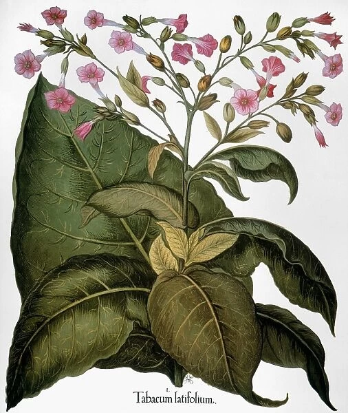 BOTANY: TOBACCO PLANT. (Nicotiana tabacum) in flower. Engraving for Basilius Beslers Florilegium, Nuremberg, 1613