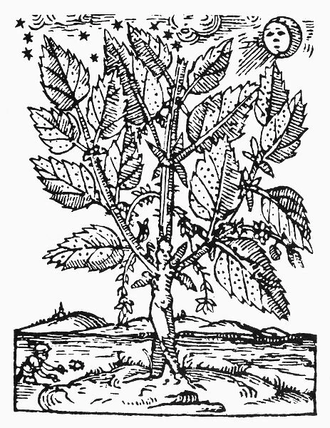 BOTANY: TREE OF SORROW. Arbor tristis. Fanciful depiction of the Tree of Sorrow