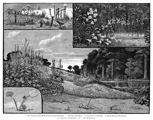 BOTANY: WILD GARDEN, 1885. A wild garden at Weybridge, England. 1: Edelweiss and Pitcher Plants