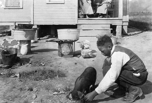 BOY FEEDING PIG, 1921. George Cox, 13 year old African American boy has just joined the 4 H Club