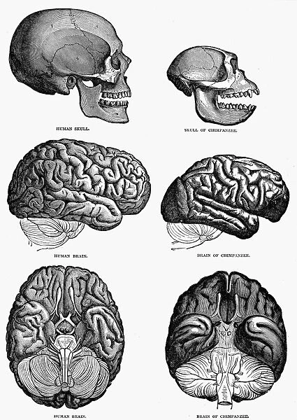 The brain of a man compared with the brain of a chimpanzee. Wood engraving, English, 19th century