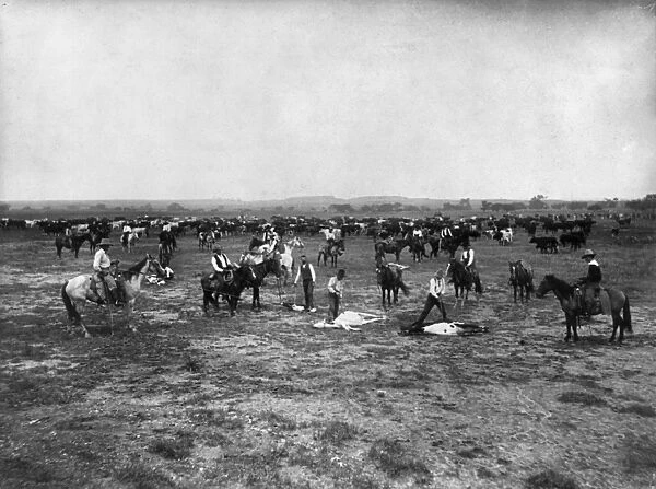 BRANDING CATTLE, c1905. Branding Mavericks. Five cattle being branded in Colorado or Utah