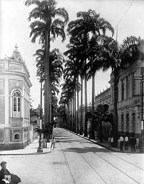 BRAZIL: PARA. View of Palm Avenue in Para, Brazil. Photograph, early 20th century