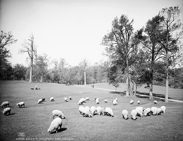 BROOKLYN: PROSPECT PARK. Sheep grazing in Prospect Park, Brooklyn, New York. Photograph