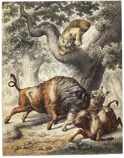 BUFFALO & LYNX. A buffalo protecting its calf from an attacking lynx. Lithograph, German, 19th century