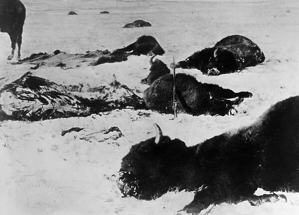BUFFALO SLAUGHTER, 1872. Buffalo that were killed for their hides, lying dead in
