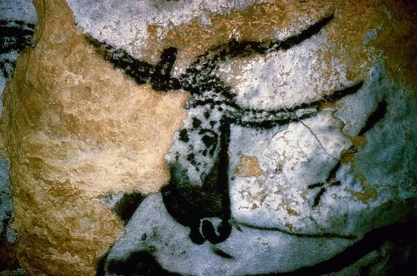BULL: LASCAUX, FRANCE. Head of a bull from the Cave of Lascaux, Montignac, France