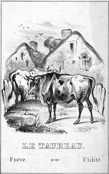 THE BULL. Powerful, Useful. Lithograph, French, mid-19th century