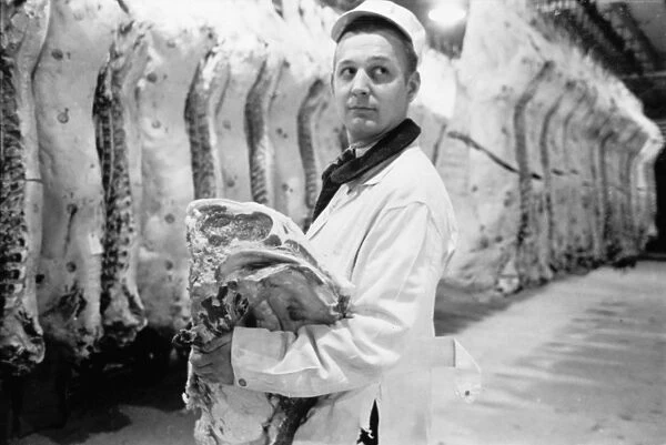 BUTCHER, 1949. An American butcher holding a slab of beef in a packinghouse