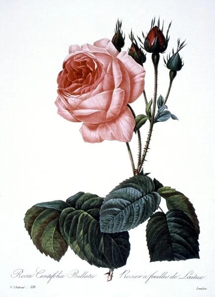 CABBAGE ROSE (Rosa centifolia). Engraving after painting, 1833, by P. J. Redoute