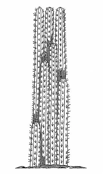 CACTUS, 1606. Cereus cactus of the West Indies