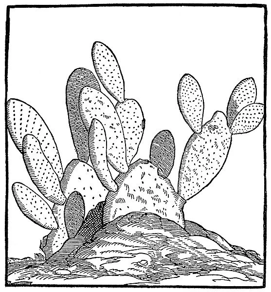 CACTUS: OPUNTIA, 1606. West Indian opuntia cactus