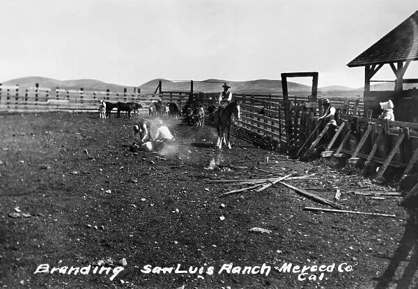 CALIFORNIA: CATTLE BRANDING. Branding cattle at the San Luis Ranch in Merced County, California