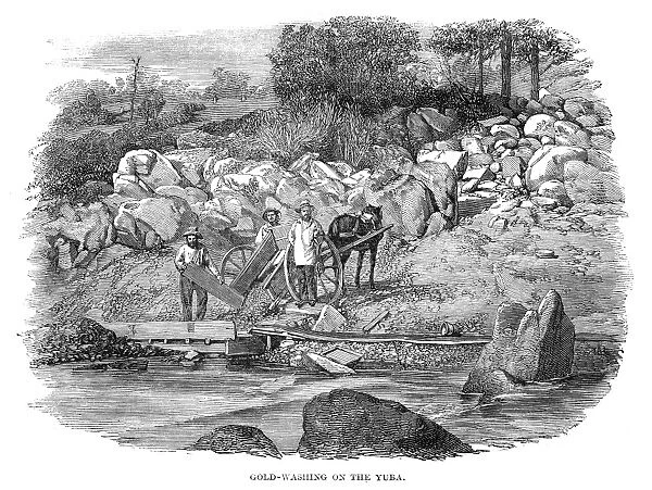 CALIFORNIA: GOLD MINERS. Gold miners washing gold in the Yuba River in California