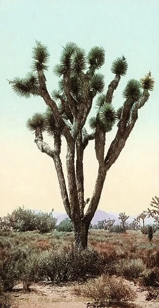 CALIFORNIA: JOSHUA TREE. Joshue tree in Hesperia, California, in the Mojave Desert. Photochrome, c1900
