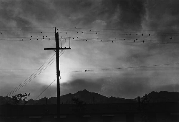 CALIFORNIA: MANZANAR, 1943. Birds on a telephone wire at the Manzanar Relocation