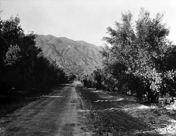 CALIFORNIA: OLIVE GROVE. Olive trees in San Fernando, California. Photographed c1900