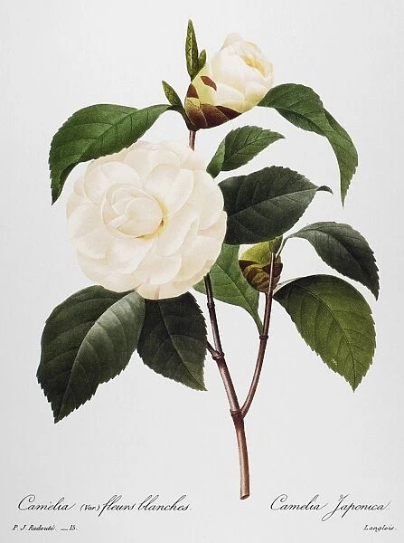 CAMELLIA, 1833. White camellia (Camellia japonica). Engraving after a painting by Pierre-Joseph Redout