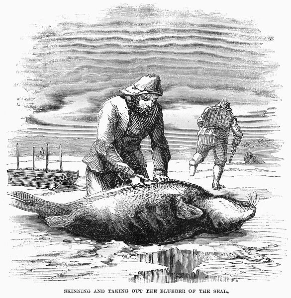 CANADA: SEAL HUNTING, 1867. Skinning and taking out the blubber of the seal. Wood engraving, American, 1861