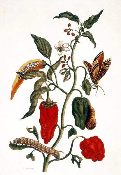 (Capsicum annuum): engraving after a drawing, 1726, by Maria Sibylla Merian