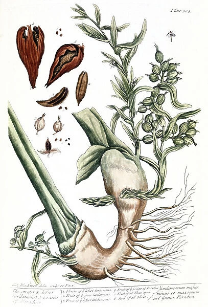 CARDAMOM, 1735. The cardamon plant with seedpod. Line engraving by Elizabeth Blackwell from her book A Curious Herbal published in London, 1735