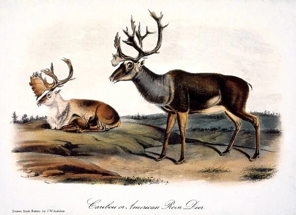 CARIBOU (RANGIFER CARIBOU): lithograph, 1846, after the painting by John James Audubon