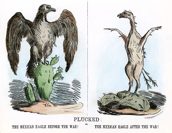 CARTOON: MEXICAN WAR, 1847. Plucked. An American cartoon on the outcome of the war with Mexico