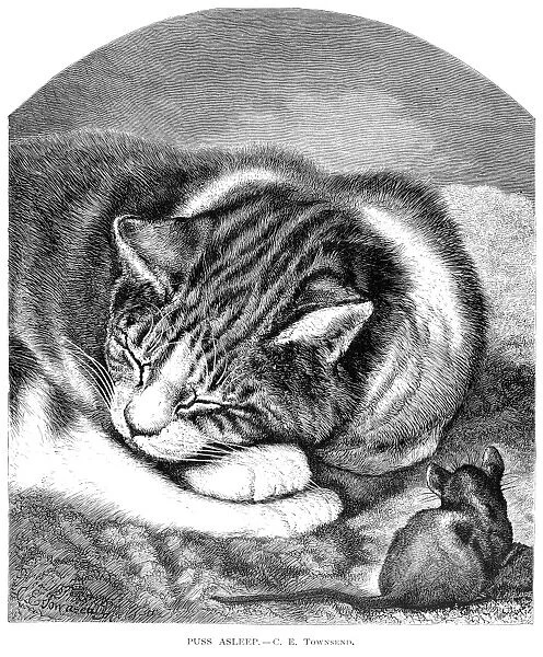 CAT & MOUSE. Puss Asleep. Wood engraving, English, late 19th century