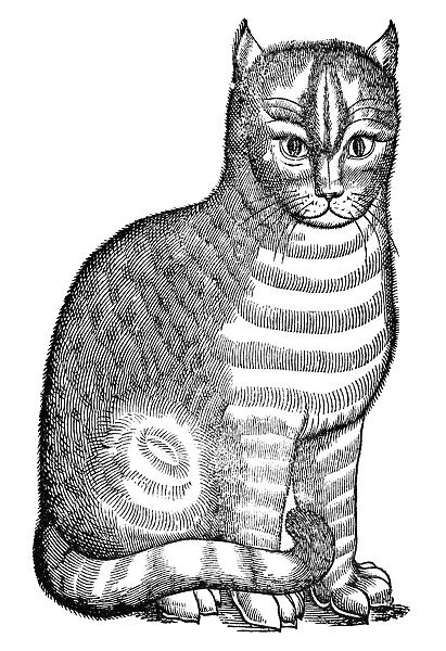 CAT. Woodcut from Edward Topsells The History of Four-Footed Beasts, London, 1607