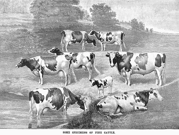 CATTLE, 1884. Some specimens of fine cattle. Wood engraving, American, 1884