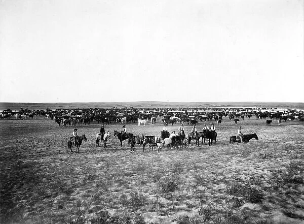 CATTLE HERDING, c1905. Cowboys with a large herd of cattle on the Great Plains