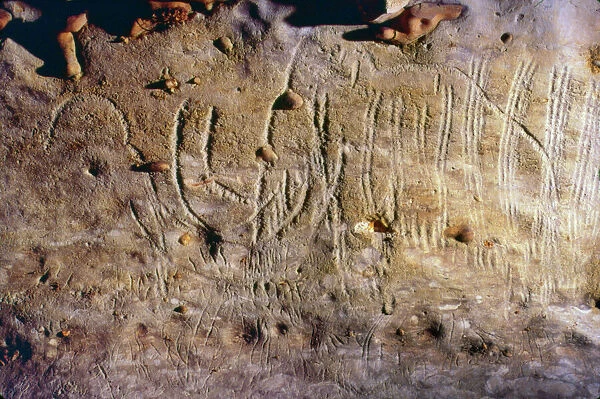 CAVE ART: MAMMOTHS. Clay finger drawings of two mammoths facing each other, in the Rouffignac cave, Dordogne, France, c11, 000 B. C