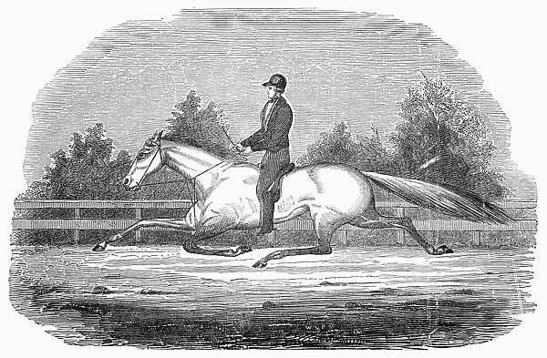 The celebrated racehorse, Lady Suffolk. Wood engraving, English, 1851