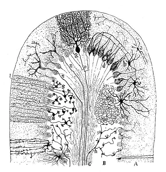 Cell types in the mammalian cerebellum: drawing, 1894, by the Spanish histologist Santiago Ramon y Cajal (1852-1934)