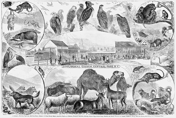 CENTRAL PARK ZOO, 1866. Zoological Garden, Central Park, N. Y. Engraving, 1866