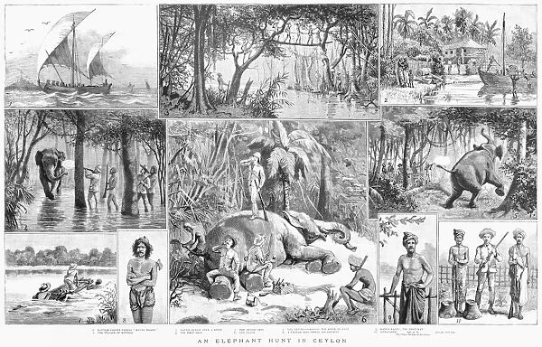 CEYLON: ELEPHANT HUNT. Elephant hunting in Ceylon. English engraving, 1887