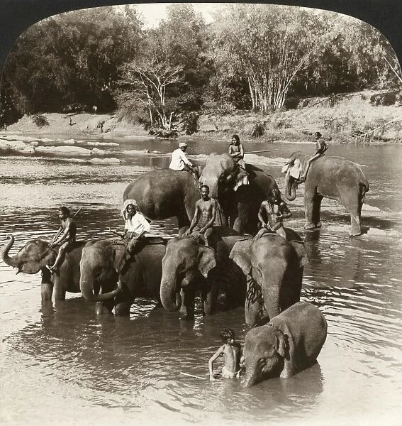 CEYLON: ELEPHANTS, 1907. Elephant keeps driving a herd of huge beasts into a river to drink