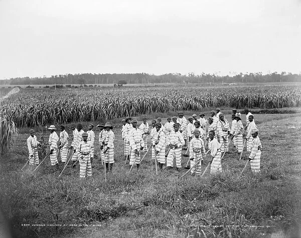 CHAIN GANG, c1903. A group of juvenile convicts on a chain gang, at work in the fields