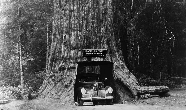 CHANDELIER TREE, 1942. An automobile driving through the Chandelier Tree, Leggett, California