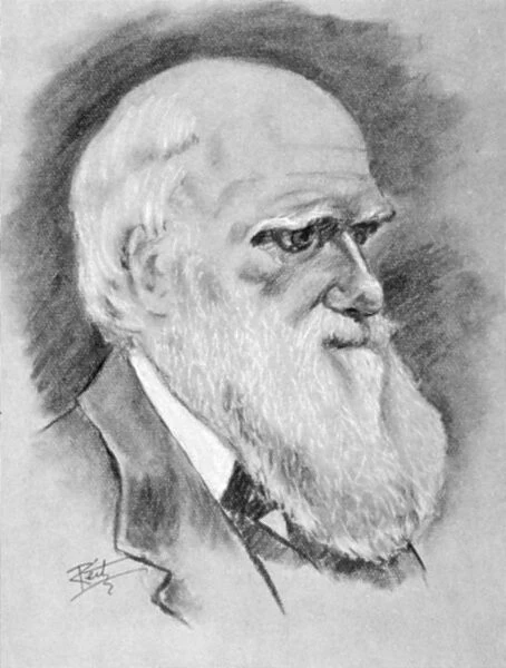 CHARLES ROBERT DARWIN (1809-1882). English naturalist. Charcoal drawing, 19th century