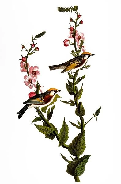 Chestnut-sided warbler (Dendroica pensylvanica) by John James Audubon for his Birds of America, 1827-38