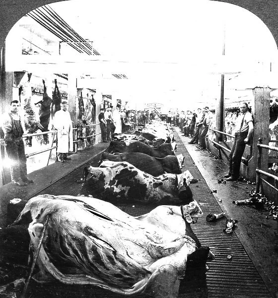 CHICAGO: MEATPACKING, c1909. Dressing beef carcasses on a moving platform at the Armour