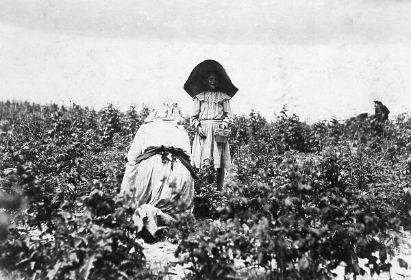 CHILD LABOR, 1909. A young berry picker on Bottomleys farm, near Baltimore, Maryland