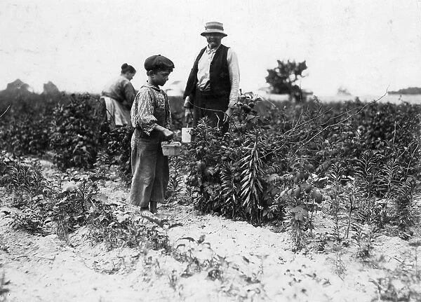 CHILD LABOR, 1909. Young Polish migrant worker, Johnnie Yellow, age 10, picking
