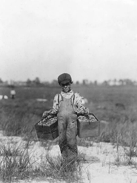 CHILD LABOR, 1910. A eight year old cranberry picker carries two pecks at a time in Brown Mills