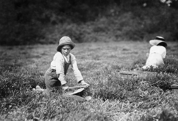 CHILD LABOR, 1911. 11 year old boy working during harvest season at Makepeace near Wareham
