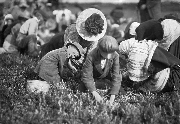 CHILD LABOR, 1911. A seven year old boy picking berries on T. B. Smart Bog at South Carver