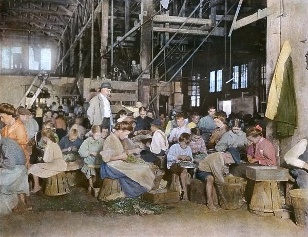 CHILD LABOR, 1912. Children working in a vegetable cannery in Baltimore, Maryland
