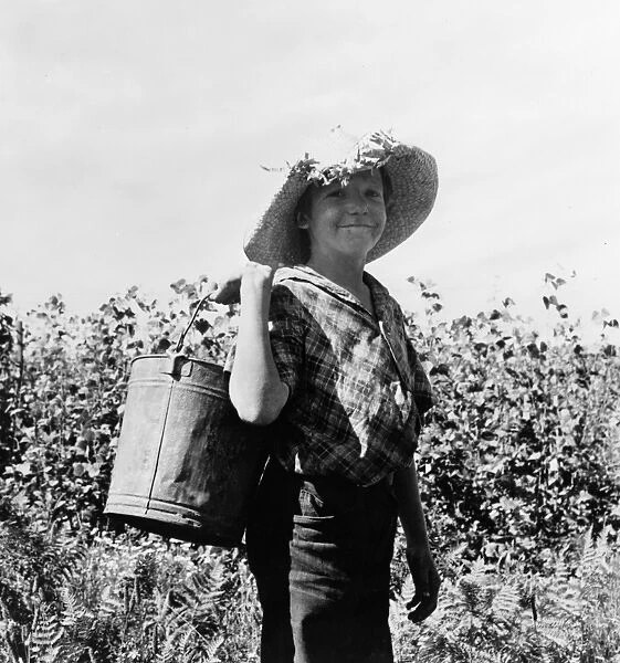 CHILD LABOR, 1939. A young migrant bean picker in Marion County, Oregon