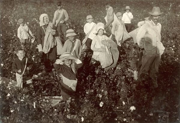 CHILD LABOR: COTTON, 1913. Group of young cotton pickers near Waxahachie, Texas